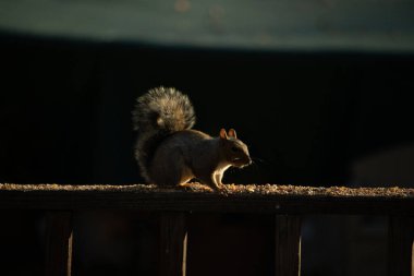 Bu sevimli gri sincap biraz yiyecek için dışarı çıktı. Güneşin doğuşunun güzel parıltısı etrafında parlıyor. Kuşyemi her yerde. Kahverengi tahta üzerinde yemek için bekliyor..