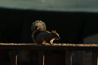 Bu sevimli gri sincap biraz yiyecek için dışarı çıktı. Güneşin doğuşunun güzel parıltısı etrafında parlıyor. Kuşyemi her yerde. Kahverengi tahta üzerinde yemek için bekliyor..