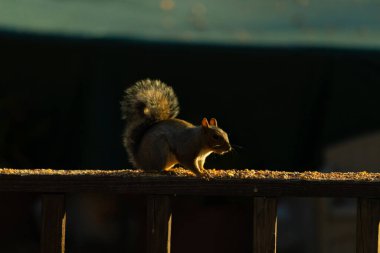 Bu sevimli gri sincap biraz yiyecek için dışarı çıktı. Güneşin doğuşunun güzel parıltısı etrafında parlıyor. Kuşyemi her yerde. Kahverengi tahta üzerinde yemek için bekliyor..
