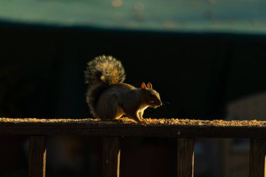 Bu sevimli gri sincap biraz yiyecek için dışarı çıktı. Güneşin doğuşunun güzel parıltısı etrafında parlıyor. Kuşyemi her yerde. Kahverengi tahta üzerinde yemek için bekliyor..