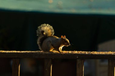 Bu sevimli gri sincap biraz yiyecek için dışarı çıktı. Güneşin doğuşunun güzel parıltısı etrafında parlıyor. Kuşyemi her yerde. Kahverengi tahta üzerinde yemek için bekliyor..