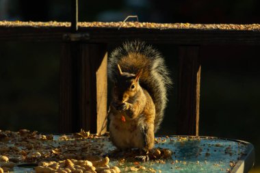 Cam masada oturan sevimli gri sincap biraz fıstık yiyor. Onun küçük elleri yiyeceği tutarken ağzına doğru itildi. Batan güneşten kemirgenlerin vücuduna altın bir parıltı yayılıyor..