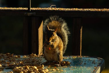 Cam masada oturan sevimli gri sincap biraz fıstık yiyor. Onun küçük elleri yiyeceği tutarken ağzına doğru itildi. Batan güneşten kemirgenlerin vücuduna altın bir parıltı yayılıyor..