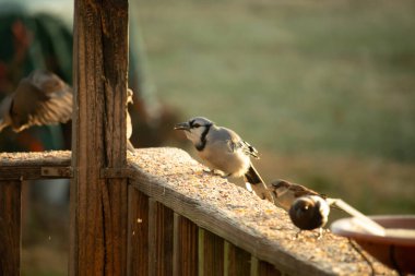 Güzel mavi bir karga tahta üzerine tünemiş duruyor. Kuşyemi yemek için dışarı çıktıklarında bu kuşun her tarafında. Etrafını saran diğer kuşlar güvenli bir yer gösteriyorlar..