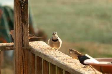 Güzel mavi bir karga tahta üzerine tünemiş duruyor. Kuşyemi yemek için dışarı çıktıklarında bu kuşun her tarafında. Etrafını saran diğer kuşlar güvenli bir yer gösteriyorlar..