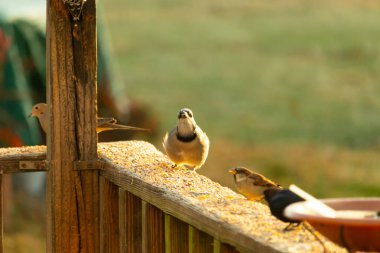 Güzel mavi bir karga tahta üzerine tünemiş duruyor. Kuşyemi yemek için dışarı çıktıklarında bu kuşun her tarafında. Etrafını saran diğer kuşlar güvenli bir yer gösteriyorlar..