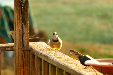 Güzel mavi bir karga tahta üzerine tünemiş duruyor. Kuşyemi yemek için dışarı çıktıklarında bu kuşun her tarafında. Etrafını saran diğer kuşlar güvenli bir yer gösteriyorlar..