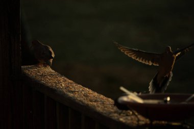 Burada güzel bir yas güvercini resmediliyor. Altın saatin güzel parıltısı kuşun üzerine ışık saçıyor. Kuş, uçtuğunu göstermek için tüylerini yollamış. Kuş yemi her yerde bir kuş banyosu ile.