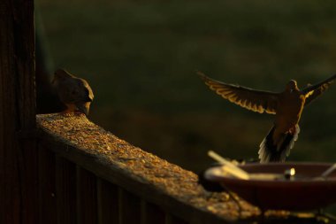 Burada güzel bir yas güvercini resmediliyor. Altın saatin güzel parıltısı kuşun üzerine ışık saçıyor. Kuş, uçtuğunu göstermek için tüylerini yollamış. Kuş yemi her yerde bir kuş banyosu ile.