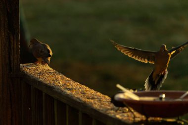 Burada güzel bir yas güvercini resmediliyor. Altın saatin güzel parıltısı kuşun üzerine ışık saçıyor. Kuş, uçtuğunu göstermek için tüylerini yollamış. Kuş yemi her yerde bir kuş banyosu ile.