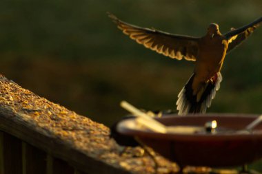 Burada güzel bir yas güvercini resmediliyor. Altın saatin güzel parıltısı kuşun üzerine ışık saçıyor. Kuş, uçtuğunu göstermek için tüylerini yollamış. Kuş yemi her yerde bir kuş banyosu ile.