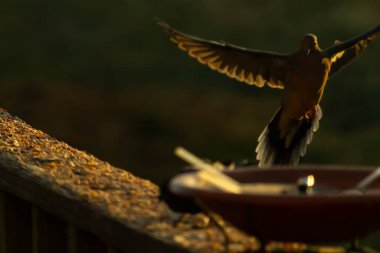 Burada güzel bir yas güvercini resmediliyor. Altın saatin güzel parıltısı kuşun üzerine ışık saçıyor. Kuş, uçtuğunu göstermek için tüylerini yollamış. Kuş yemi her yerde bir kuş banyosu ile.