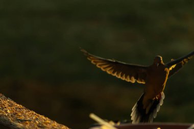 Burada güzel bir yas güvercini resmediliyor. Altın saatin güzel parıltısı kuşun üzerine ışık saçıyor. Kuş, uçtuğunu göstermek için tüylerini yollamış. Kuş yemi her yerde bir kuş banyosu ile.