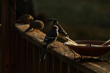 Mavi alakargalar tahtanın üzerinde yiyecek arıyorlar. Altın saatin ışıltısı batan güneşten alanı aydınlatıyor. Kuşyemi bu kuşların etrafında yatıyordu..