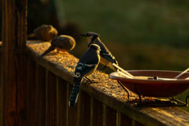 Mavi alakargalar tahtanın üzerinde yiyecek arıyorlar. Altın saatin ışıltısı batan güneşten alanı aydınlatıyor. Kuşyemi bu kuşların etrafında yatıyordu..