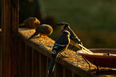 Mavi alakargalar tahtanın üzerinde yiyecek arıyorlar. Altın saatin ışıltısı batan güneşten alanı aydınlatıyor. Kuşyemi bu kuşların etrafında yatıyordu..