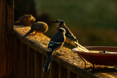 Mavi alakargalar tahtanın üzerinde yiyecek arıyorlar. Altın saatin ışıltısı batan güneşten alanı aydınlatıyor. Kuşyemi bu kuşların etrafında yatıyordu..