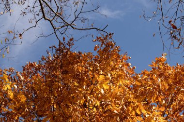 Güzel sonbahar yaprakları tamamen çiçek açmış. Yapraklar düşmeden önce renklerini değiştirirken ağaçlar kış uykusuna yatıyorlar. Kırmızı, turuncu ve sarıların ateşli renkleri güzel görünüyor..