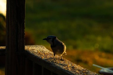 Bu güzel kuş biraz yiyecek için ahşap tahtaya çıktı. Mavi karga etrafında kuşyemi ile dikiliyor. Corvid 'in Mohawk' ı kafasına bastırmış..