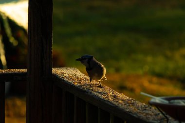 Bu güzel kuş biraz yiyecek için ahşap tahtaya çıktı. Mavi karga etrafında kuşyemi ile dikiliyor. Corvid 'in Mohawk' ı kafasına bastırmış..