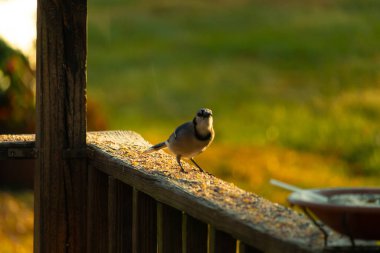 Bu güzel kuş biraz yiyecek için ahşap tahtaya çıktı. Mavi karga etrafında kuşyemi ile dikiliyor. Corvid 'in Mohawk' ı kafasına bastırmış..
