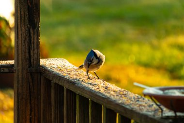 Bu güzel kuş biraz yiyecek için ahşap tahtaya çıktı. Mavi karga etrafında kuşyemi ile dikiliyor. Corvid 'in Mohawk' ı kafasına bastırmış..