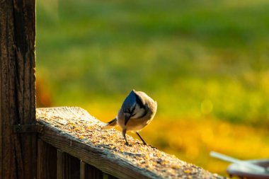 Bu güzel kuş biraz yiyecek için ahşap tahtaya çıktı. Mavi karga etrafında kuşyemi ile dikiliyor. Corvid 'in Mohawk' ı kafasına bastırmış..