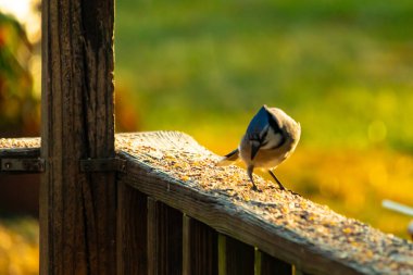 Bu güzel kuş biraz yiyecek için ahşap tahtaya çıktı. Mavi karga etrafında kuşyemi ile dikiliyor. Corvid 'in Mohawk' ı kafasına bastırmış..