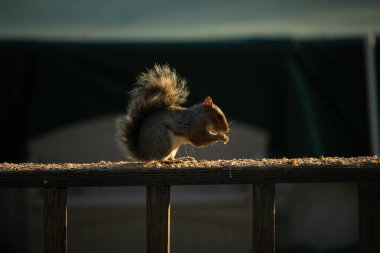 Bu sevimli gri sincap biraz yiyecek için dışarı çıktı. Güneşin doğuşunun güzel parıltısı etrafında parlıyor. Kuşyemi her yerde. Kahverengi tahta üzerinde yemek için bekliyor..