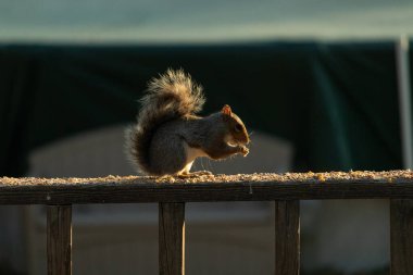 Bu sevimli gri sincap biraz yiyecek için dışarı çıktı. Güneşin doğuşunun güzel parıltısı etrafında parlıyor. Kuşyemi her yerde. Kahverengi tahta üzerinde yemek için bekliyor..