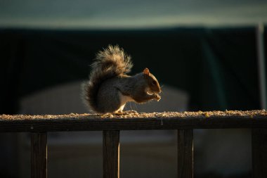 Bu sevimli gri sincap biraz yiyecek için dışarı çıktı. Güneşin doğuşunun güzel parıltısı etrafında parlıyor. Kuşyemi her yerde. Kahverengi tahta üzerinde yemek için bekliyor..