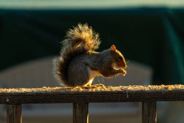 Bu sevimli gri sincap biraz yiyecek için dışarı çıktı. Güneşin doğuşunun güzel parıltısı etrafında parlıyor. Kuşyemi her yerde. Kahverengi tahta üzerinde yemek için bekliyor..