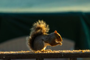 Bu sevimli gri sincap biraz yiyecek için dışarı çıktı. Güneşin doğuşunun güzel parıltısı etrafında parlıyor. Kuşyemi her yerde. Kahverengi tahta üzerinde yemek için bekliyor..