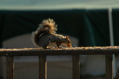 Bu sevimli gri sincap biraz yiyecek için dışarı çıktı. Güneşin doğuşunun güzel parıltısı etrafında parlıyor. Kuşyemi her yerde. Kahverengi tahta üzerinde yemek için bekliyor..