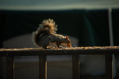 Bu sevimli gri sincap biraz yiyecek için dışarı çıktı. Güneşin doğuşunun güzel parıltısı etrafında parlıyor. Kuşyemi her yerde. Kahverengi tahta üzerinde yemek için bekliyor..