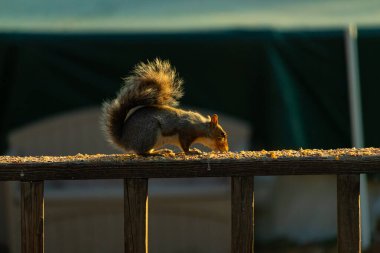 Bu sevimli gri sincap biraz yiyecek için dışarı çıktı. Güneşin doğuşunun güzel parıltısı etrafında parlıyor. Kuşyemi her yerde. Kahverengi tahta üzerinde yemek için bekliyor..