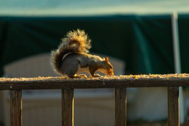 Bu sevimli gri sincap biraz yiyecek için dışarı çıktı. Güneşin doğuşunun güzel parıltısı etrafında parlıyor. Kuşyemi her yerde. Kahverengi tahta üzerinde yemek için bekliyor..