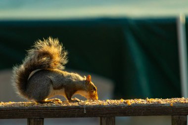Bu sevimli gri sincap biraz yiyecek için dışarı çıktı. Güneşin doğuşunun güzel parıltısı etrafında parlıyor. Kuşyemi her yerde. Kahverengi tahta üzerinde yemek için bekliyor..