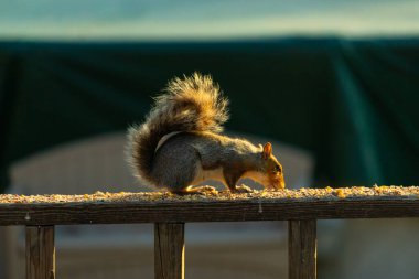Bu sevimli gri sincap biraz yiyecek için dışarı çıktı. Güneşin doğuşunun güzel parıltısı etrafında parlıyor. Kuşyemi her yerde. Kahverengi tahta üzerinde yemek için bekliyor..