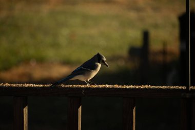 Bu güzel kuş biraz yiyecek için ahşap tahtaya çıktı. Mavi karga etrafında kuşyemi ile dikiliyor. Corvid 'in Mohawk' ı kafasına bastırmış..