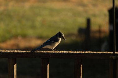 Bu güzel kuş biraz yiyecek için ahşap tahtaya çıktı. Mavi karga etrafında kuşyemi ile dikiliyor. Corvid 'in Mohawk' ı kafasına bastırmış..
