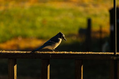 Bu güzel kuş biraz yiyecek için ahşap tahtaya çıktı. Mavi karga etrafında kuşyemi ile dikiliyor. Corvid 'in Mohawk' ı kafasına bastırmış..