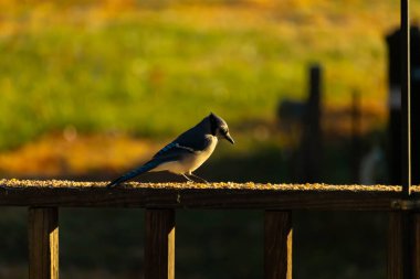 Bu güzel kuş biraz yiyecek için ahşap tahtaya çıktı. Mavi karga etrafında kuşyemi ile dikiliyor. Corvid 'in Mohawk' ı kafasına bastırmış..