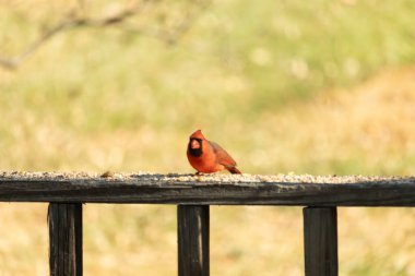 Resim çekildiğinde güzel kardinal güvertenin kahverengi ahşap kalasındaydı. Bu bir erkek kuş, parlak kırmızı renginden anlayabilirsin. Kuş, yemek için dışarı çıktı ve her yerde kuş yemi var..