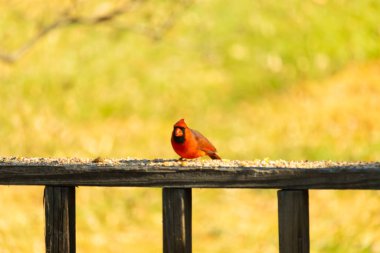 Resim çekildiğinde güzel kardinal güvertenin kahverengi ahşap kalasındaydı. Bu bir erkek kuş, parlak kırmızı renginden anlayabilirsin. Kuş, yemek için dışarı çıktı ve her yerde kuş yemi var..