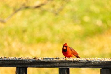 Resim çekildiğinde güzel kardinal güvertenin kahverengi ahşap kalasındaydı. Bu bir erkek kuş, parlak kırmızı renginden anlayabilirsin. Kuş, yemek için dışarı çıktı ve her yerde kuş yemi var..