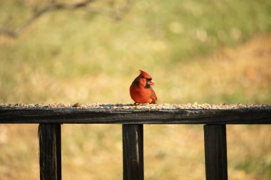 Resim çekildiğinde güzel kardinal güvertenin kahverengi ahşap kalasındaydı. Bu bir erkek kuş, parlak kırmızı renginden anlayabilirsin. Kuş, yemek için dışarı çıktı ve her yerde kuş yemi var..