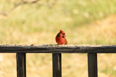 Resim çekildiğinde güzel kardinal güvertenin kahverengi ahşap kalasındaydı. Bu bir erkek kuş, parlak kırmızı renginden anlayabilirsin. Kuş, yemek için dışarı çıktı ve her yerde kuş yemi var..