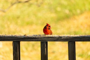 Resim çekildiğinde güzel kardinal güvertenin kahverengi ahşap kalasındaydı. Bu bir erkek kuş, parlak kırmızı renginden anlayabilirsin. Kuş, yemek için dışarı çıktı ve her yerde kuş yemi var..