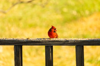 Resim çekildiğinde güzel kardinal güvertenin kahverengi ahşap kalasındaydı. Bu bir erkek kuş, parlak kırmızı renginden anlayabilirsin. Kuş, yemek için dışarı çıktı ve her yerde kuş yemi var..